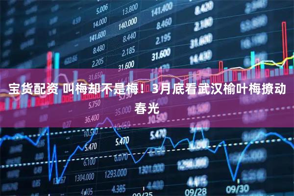 宝货配资 叫梅却不是梅！3月底看武汉榆叶梅撩动春光